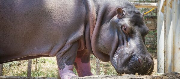 Бегемот Беги - Sputnik Грузия