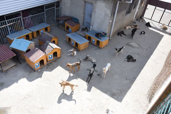 Собаки в приюте для бездомных животных Тамаза Элизбарашвили. - Sputnik Грузия