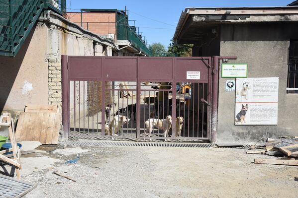 Один из входов на территорию приюта Тамаза Элизбарашвили для домашних животных. - Sputnik Грузия