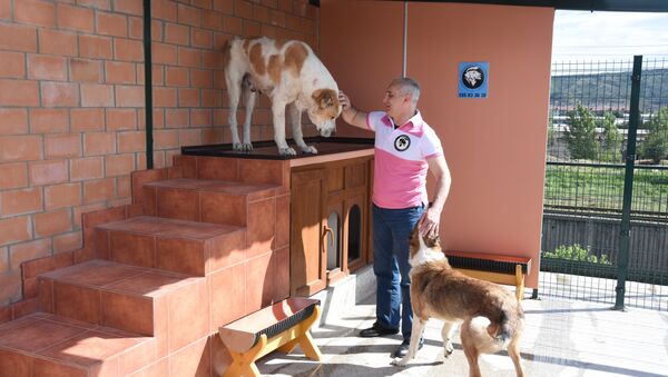 Приют Тамаза Элизбарашвили для бездомных животных - Sputnik Грузия