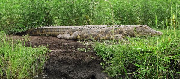 Аллигатор - Sputnik Грузия