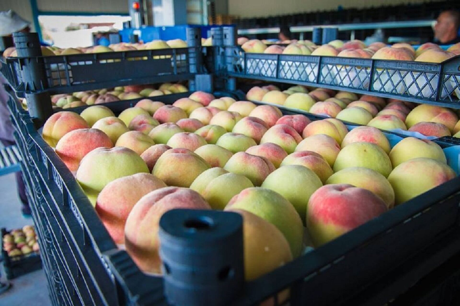 Персики - Sputnik Грузия, 1920, 10.09.2025