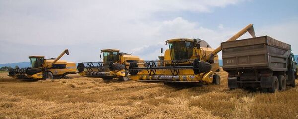 ხორბლის მოსავლის აღება კახეთში - Sputnik საქართველო