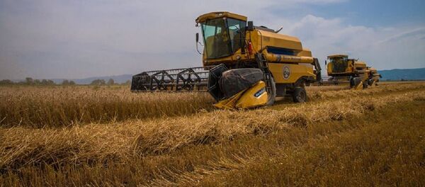 ხორბალი - Sputnik საქართველო