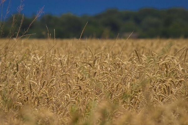 Пшеница - Sputnik Грузия