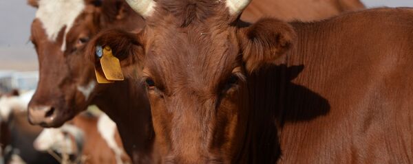 ძროხები ძროხები - Sputnik საქართველო
