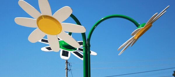 Ромашка солнца в Кутаиси - Sputnik Грузия