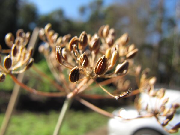 კამა - Sputnik საქართველო