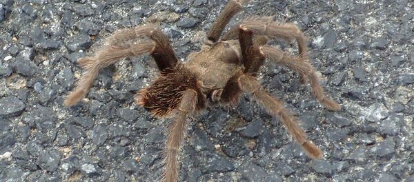 Тарантул - Sputnik Грузия