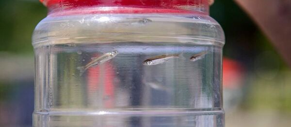 გამბუზია - Sputnik საქართველო