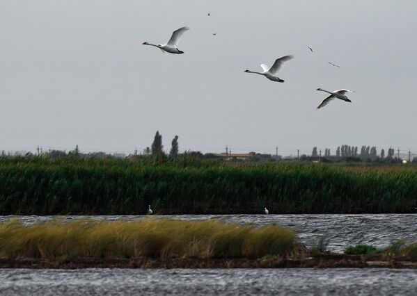 Заповедник славится своими живописными пейзажами, чистым воздухом и уникальной природой. Заповедник славится своими живописными пейзажами, чистым воздухом и уникальной природой. - Sputnik Грузия