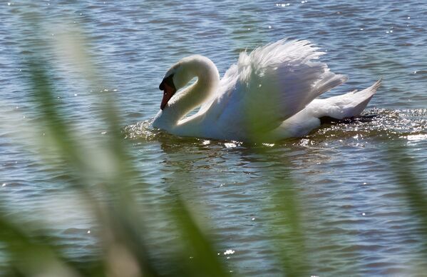 Через заповедник пролегает маршрут перелета птиц, поэтому тут так много пернатых. Через заповедник пролегает маршрут перелета птиц, поэтому тут так много пернатых. - Sputnik Грузия