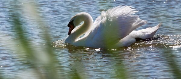 გედი გედი - Sputnik საქართველო