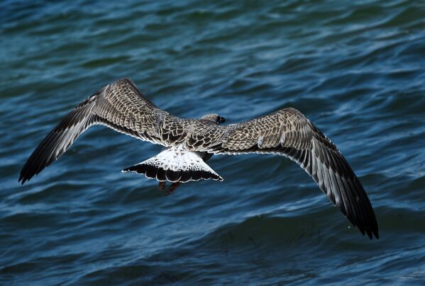 В заповеднике обитает немало представителей отряда чайковых. В заповеднике обитает немало представителей отряда чайковых. - Sputnik Грузия