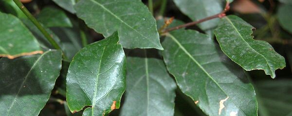 დაფნა დაფნა - Sputnik საქართველო