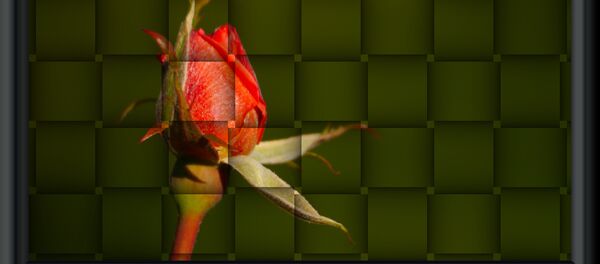 წითელი ვარდის კოკორი წითელი ვარდის კოკორი - Sputnik საქართველო