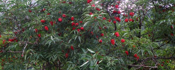 ცირცელი, იგივე ჭნავი ცირცელი, იგივე ჭნავი - Sputnik საქართველო