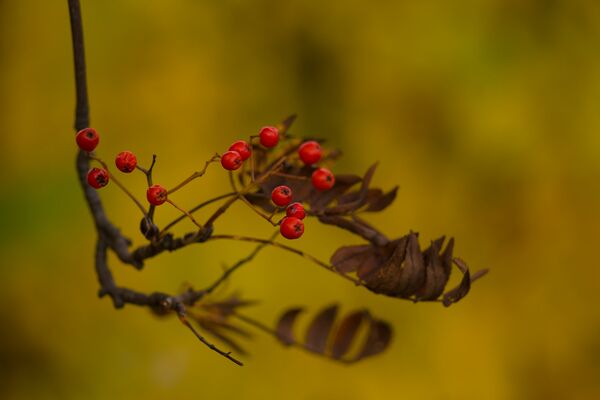 ცირცელი ცირცელი - Sputnik საქართველო