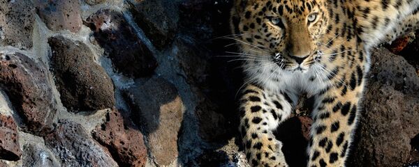 Дальневосточный леопард - Sputnik Грузия