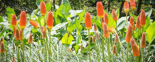 ყვავილნარი ბოტანიკურ ბაღში - Sputnik საქართველო