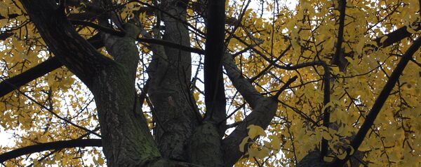 ეგზოტიკური გინკგო ბილობა - Sputnik საქართველო