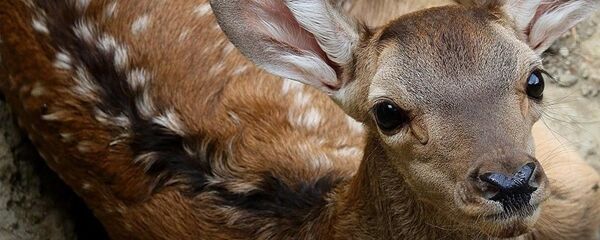 შვლის ნუკრი - Sputnik საქართველო