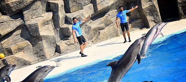 Дельфинарий в Батуми - Sputnik Грузия