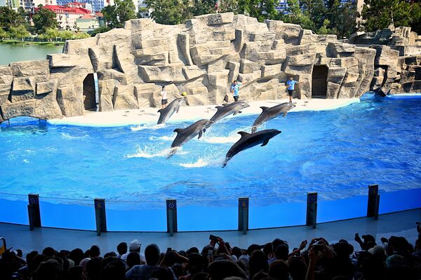 შოუ-პროგრამა, რომელშიც რვა დელფინი მონაწილეობს, 30 წუთს გრძელდება. - Sputnik საქართველო