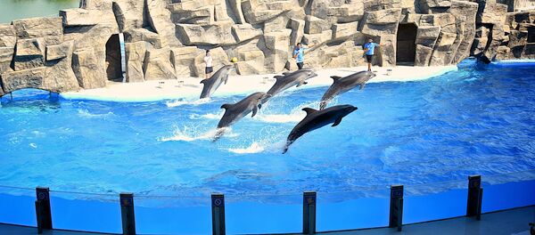 Дельфинарий в Батуми Дельфинарий в Батуми - Sputnik Грузия