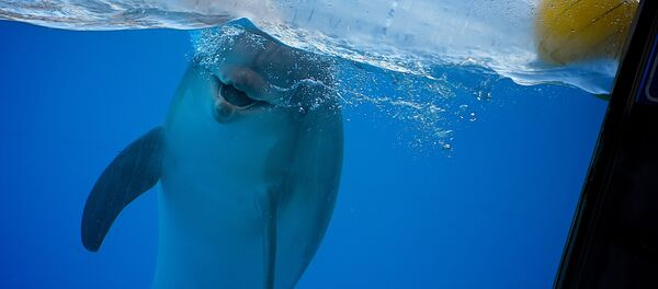 Дельфинарий в Батуми Дельфинарий в Батуми - Sputnik Грузия