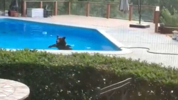 Медведь в бассейне, или Как американский косолапый спасался от жары - Sputnik Грузия