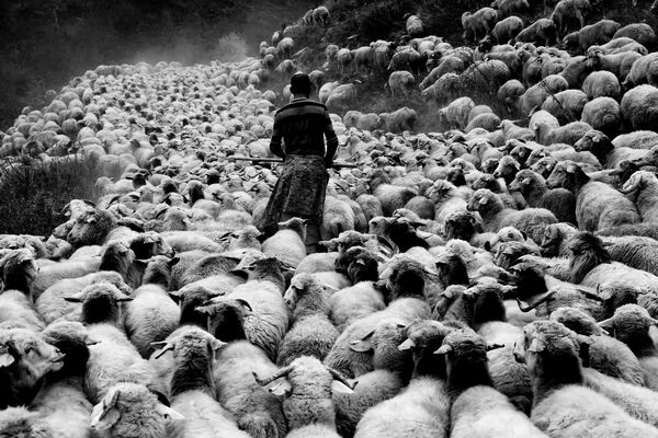 Путешествие овец - Sputnik Грузия