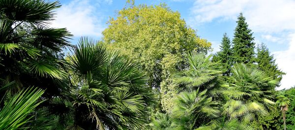 Батумский Ботанический сад - Sputnik Грузия