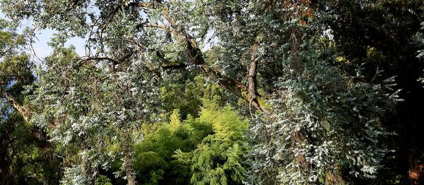 ბათუმის ბოტანიკური ბაღი - Sputnik საქართველო