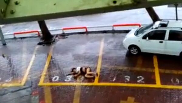 Тайфун Нида сбивал с ног людей и сносил ларьки на улицах Гуанчжоу - Sputnik Грузия
