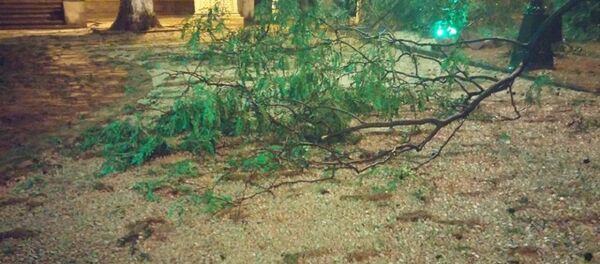 წაქცეული ხე წაქცეული ხე - Sputnik საქართველო