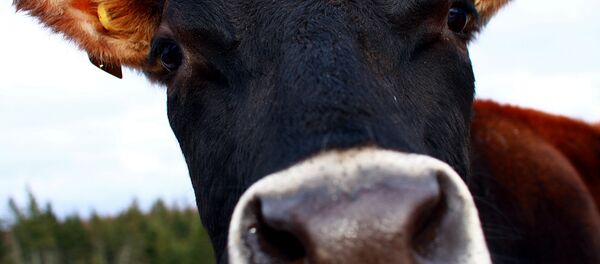 Корова на пастбище. Архивное фото - Sputnik Грузия