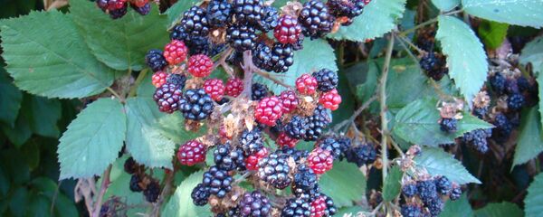 მაყვალი - Sputnik საქართველო