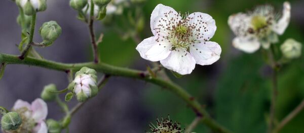 მაყვალი მაყვალი - Sputnik საქართველო