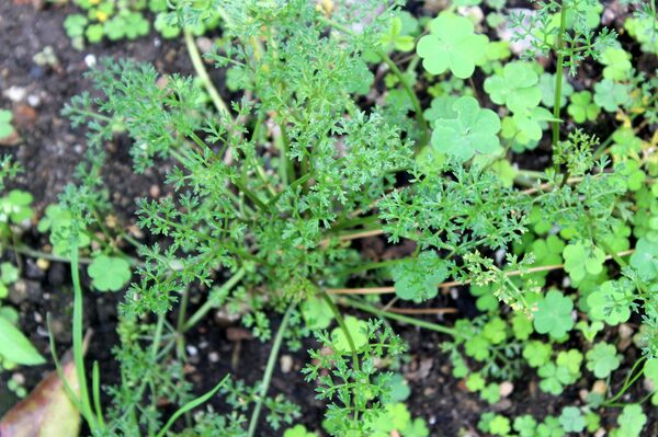 ნიახური ნიახური - Sputnik საქართველო