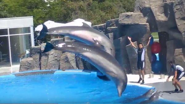 Батумский дельфинарий - Sputnik Грузия