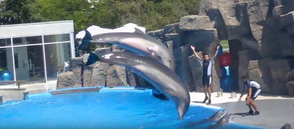 Батумский дельфинарий - Sputnik Грузия