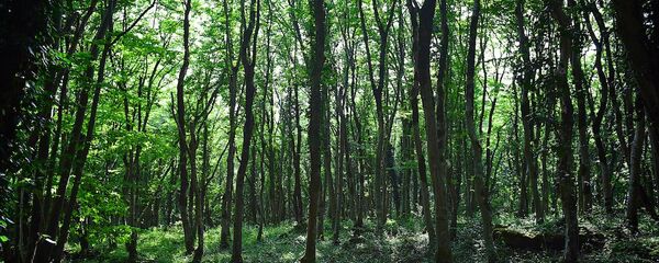 კოლხური ტყე - Sputnik საქართველო