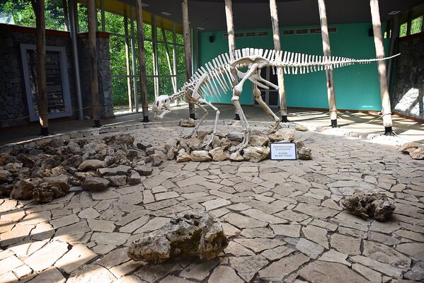 Скелет динозавра в здании, где размещены материалы, посвященные памяти ученого и исследователя Петрэ Чабукиани, который обнаружил пещеру в Сатаплиа. - Sputnik Грузия