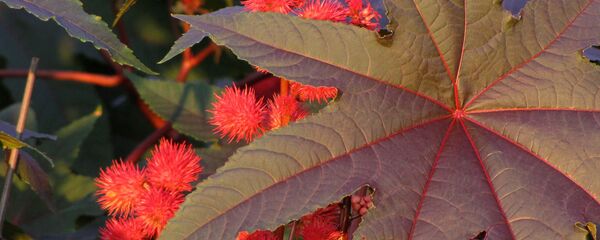 აბუსალათინი - Sputnik საქართველო