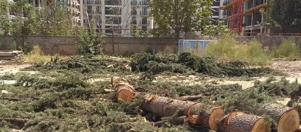 ხეები რომლებიც ყაზბეგის გამზირზე მოჭრეს ხეები რომლებიც ყაზბეგის გამზირზე მოჭრეს - Sputnik საქართველო