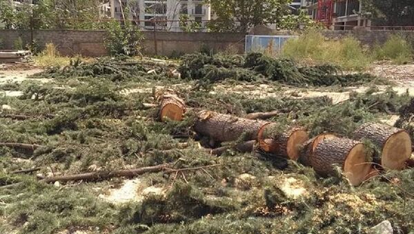 Деревья, которые срубили на проспекте Казбеги в Тбилиси - Sputnik Грузия