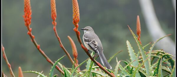 ალოე - Sputnik საქართველო