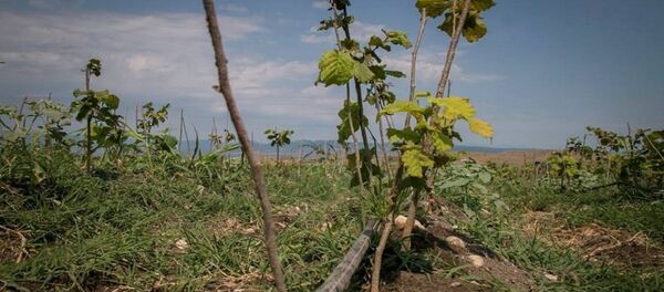 ფსტას პლანტაცია საგარეჯოში - Sputnik საქართველო