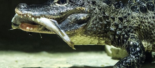 სიამის ნიანგი სიამის ნიანგი - Sputnik საქართველო